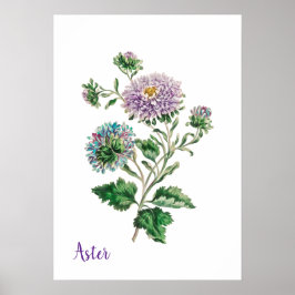 Poster Aster botanique à l'aquarelle bleue et violette