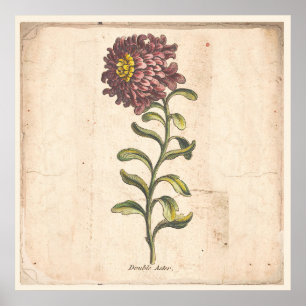 Poster Aster botanique antique de pourpre d'affiche