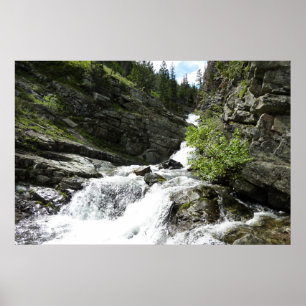 Poster Aster Creek à Glacier National Park