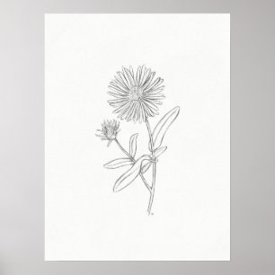 Poster Aster Sketch Print
