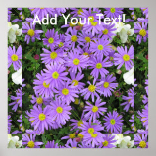 Poster Aster violet jaune vert