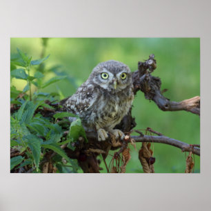Poster Athene noponctua