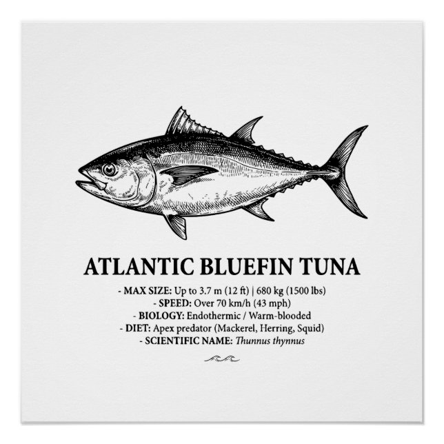 Poster Atlantic Bluefin Tuna Scientific Illustration  (Devant)
