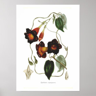 Poster Atropurpurea de Dipladenia