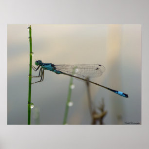 Poster Attendant, fin bleue de Damselfly