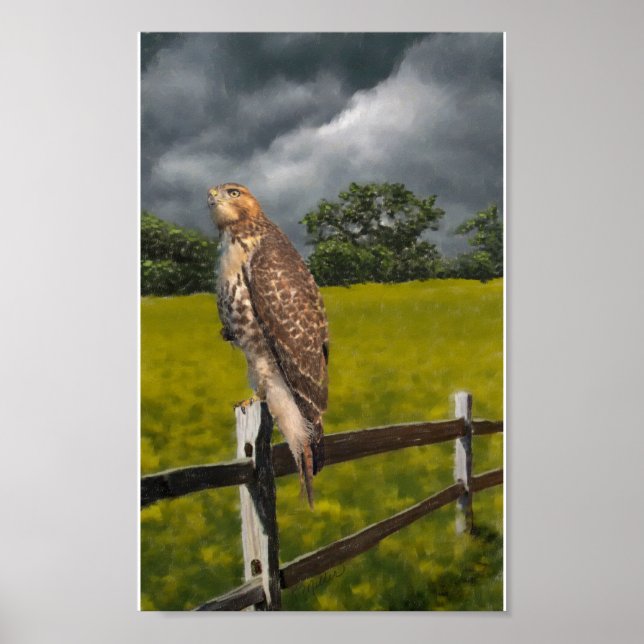 Poster Attente de la tempête - Red tail Hawk (Devant)
