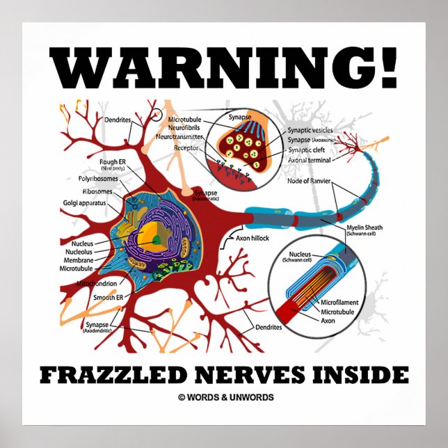 Poster Attention ! Synapse de neurone inside Frazzled (Devant)