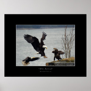 POSTER ATTERRISSAGE BALD EAGLE