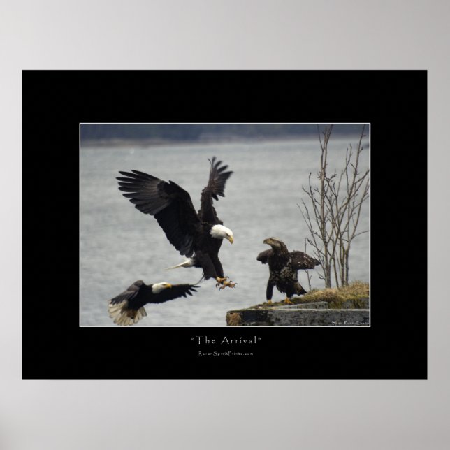 POSTER ATTERRISSAGE BALD EAGLE (Devant)