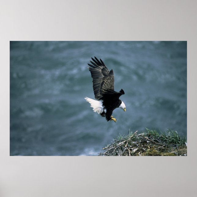 Poster Atterrissage de l'aigle à tête blanche au nid (Devant)