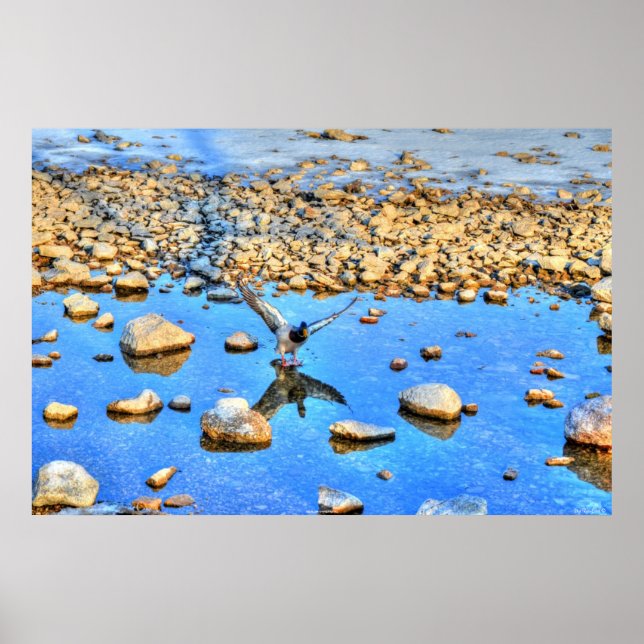 Poster Atterrissage de Mallard Drake & Water Reflection P (Devant)