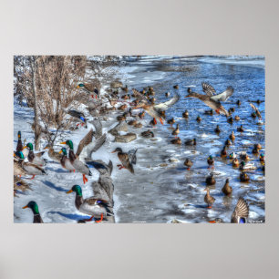 Poster Atterrissage des canards et des dragues de Mallard