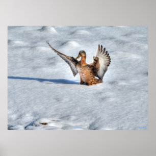 Poster Atterrissage du canard-Majard Photo de la faune