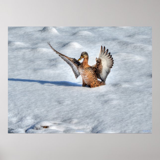 Poster Atterrissage du canard-Majard Photo de la faune (Devant)