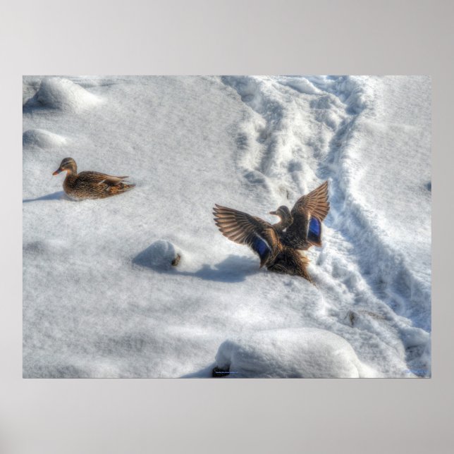 Poster Atterrissage du canard-Majard Photo de la faune (Devant)