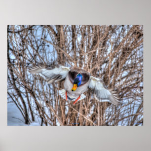 Poster Atterrissage du canard-Majard Photo de la faune