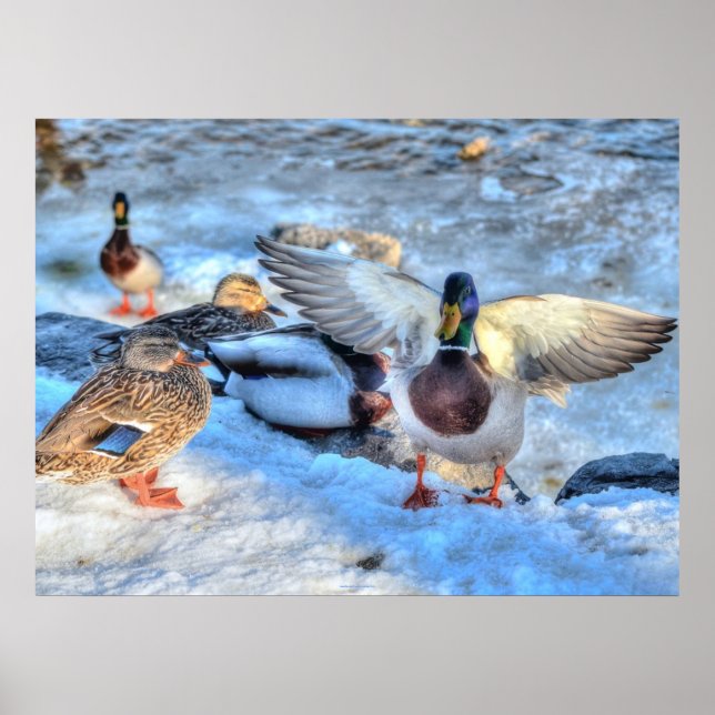 Poster Atterrissage du canard-Majard Photo de la faune (Devant)