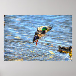 Poster Atterrissage du canard Mallard Drake II Photo de l