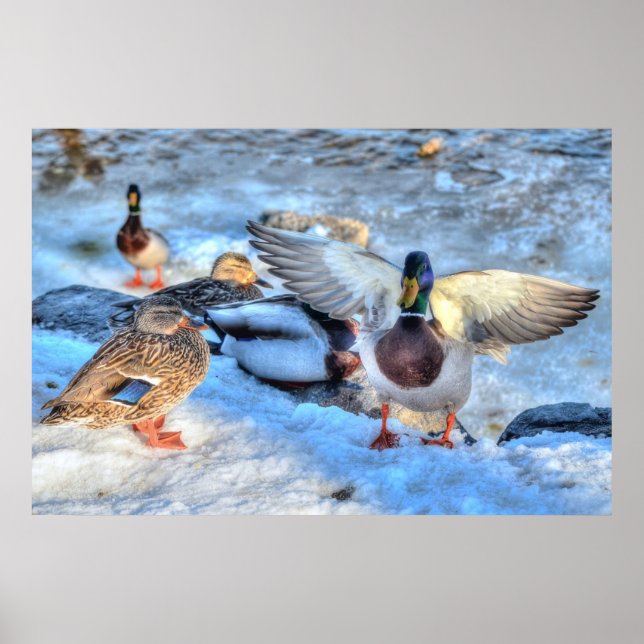 Poster Atterrissage du canard Mallard Drake Photo de la f (Devant)