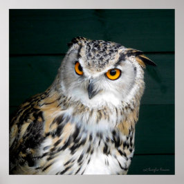Poster 'Attitude' - Hibou
