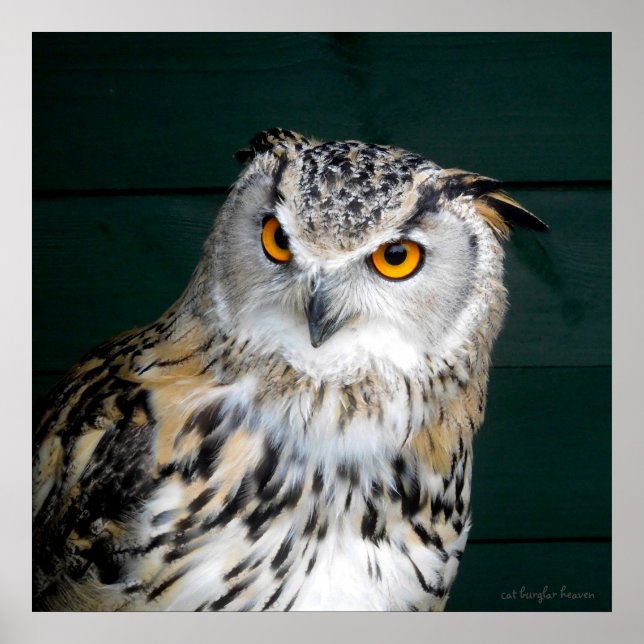 Poster 'Attitude' - Hibou (Devant)