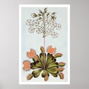 Poster Attrape-mouche de Vénus