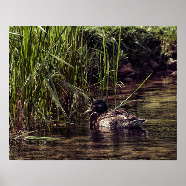 Poster Au bord de l'étang (Devant)