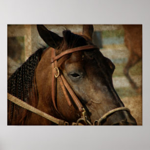 Poster Au Horse Show