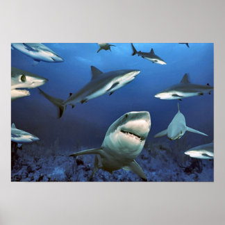 Poster Au milieu des requins