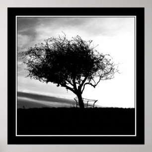 Poster Aubépine de Glastonbury. Arbre. Noir et blanc.