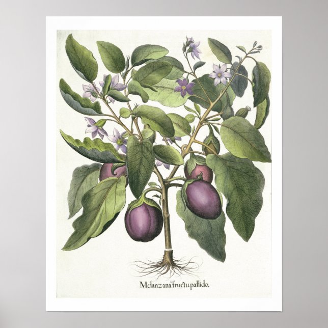 Poster Aubergine : Melanzana fructu pallido, from the 'Ho (Devant)