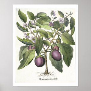 Poster Aubergine : Pallido de fructu de Melanzana, du