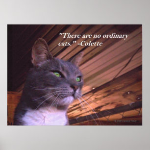 Poster Aucun chat ordinaire