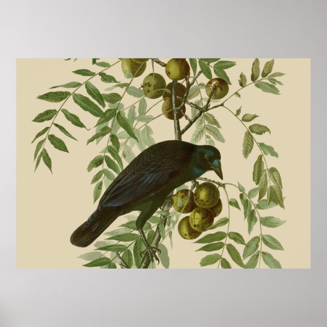 Poster Audubon American Crow Black Bird (Devant)