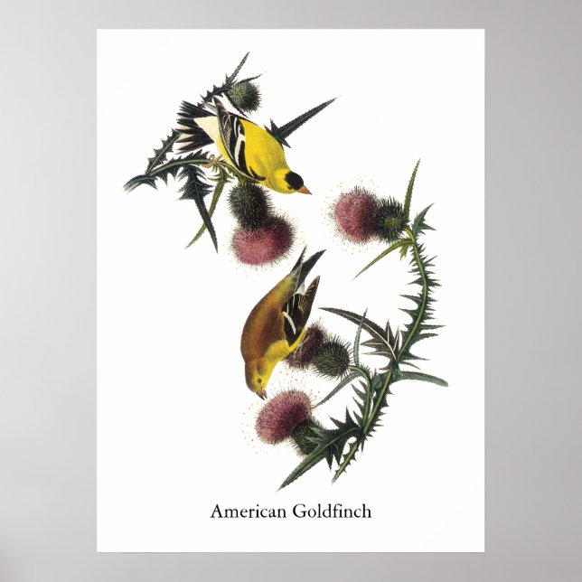 Poster Audubon American Goldfinch (Devant)