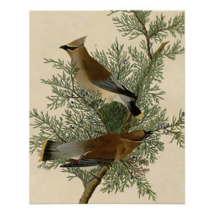 Poster Audubon Cèdre cire oiseau