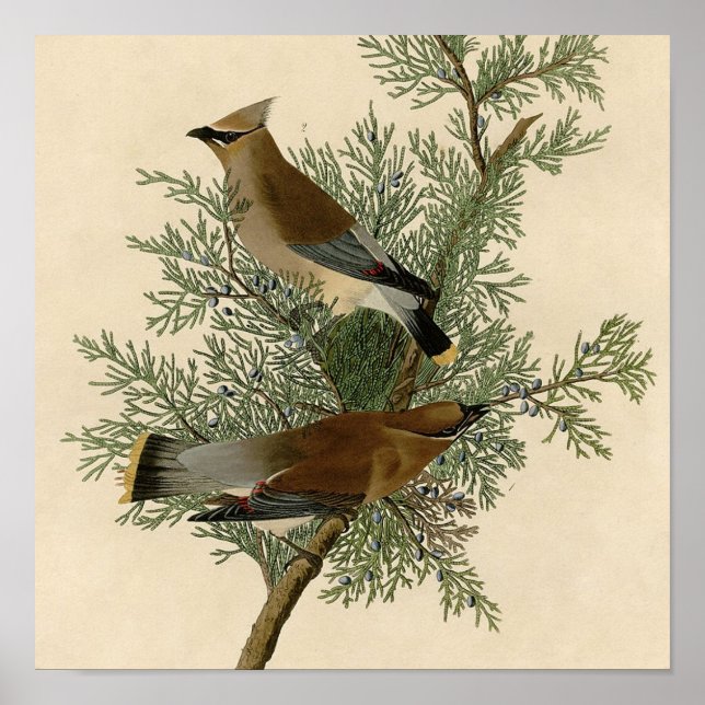 Poster Audubon Cèdre cire oiseau (Devant)