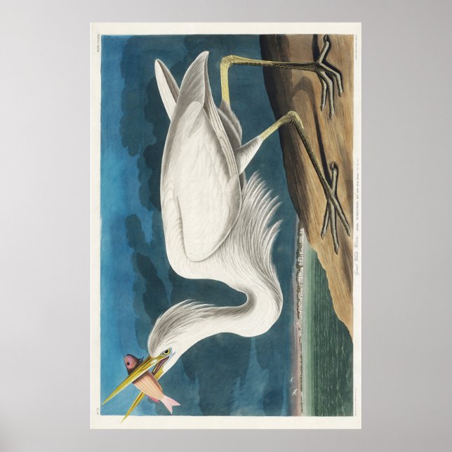 Poster Audubon Grand héron blanc (Devant)