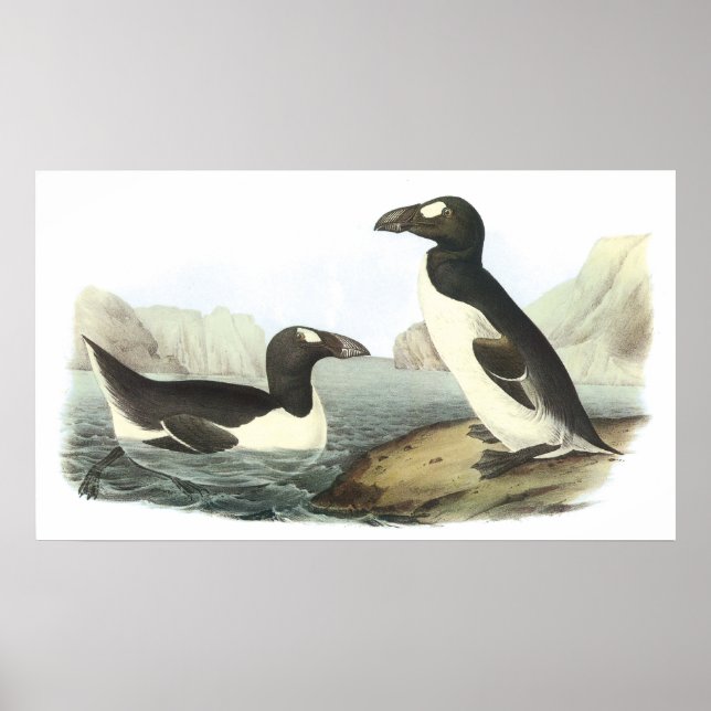 Poster Audubon Great Auk (Devant)