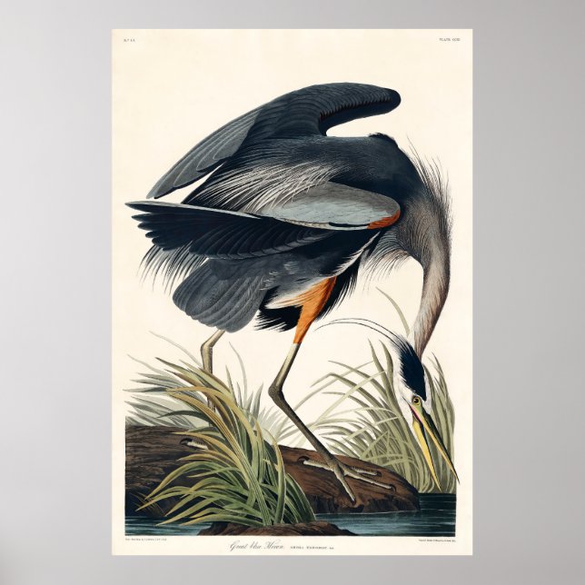 Poster Audubon Great Blue Heron 1834 Plate CCXI (Devant)
