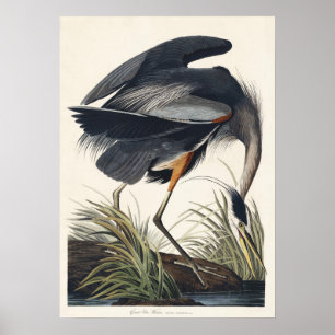 Poster Audubon Great Blue Heron Wetland Majesty