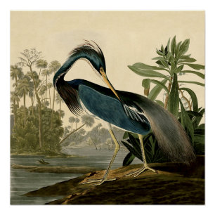Poster Audubon Héron de Louisiane Oiseaux Amérique Art