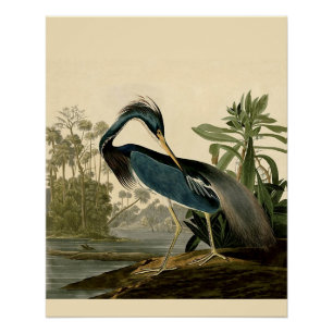 Poster Audubon Héron de Louisiane Oiseaux Amérique Art
