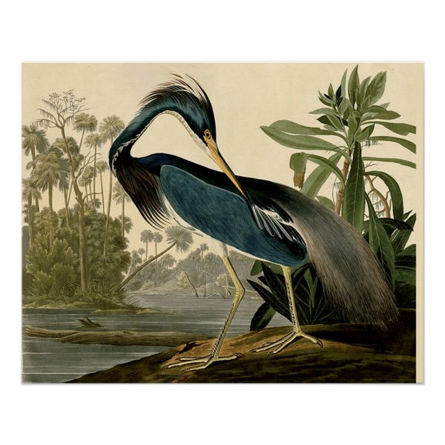 Poster Audubon Louisiana Heron Birds America Art (Devant)