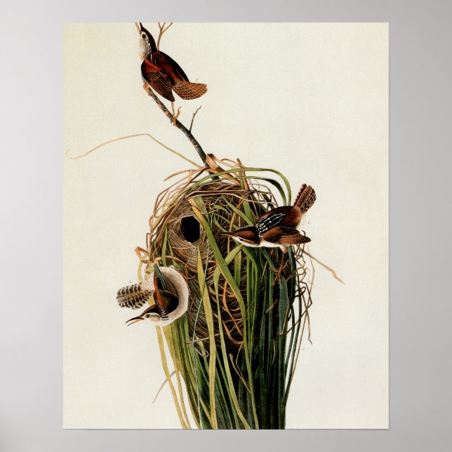 Poster Audubon Marsh Wren Bird Art (Devant)