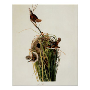 Poster Audubon Marsh Wren Bird Art