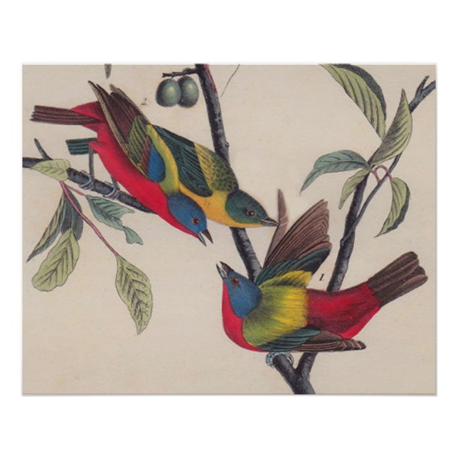Poster Audubon Peint Bunting Bird Wildlife (Devant)