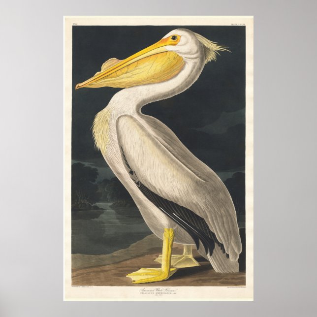 Poster Audubon Pelican (Devant)