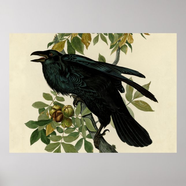 Poster Audubon Raven Oiseau classique (Devant)