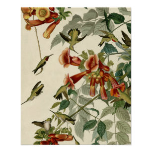 Poster Audubon Throsé de colibri
